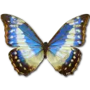 Morpho helenor - insect - butterfly - High Resolution PNG