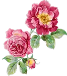 Rose - High Download Count PNG - flowers