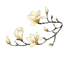 Magnolia Branch - plant - Popular Download PNG