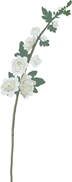 White Flowers - plant - Transparent Background PNG