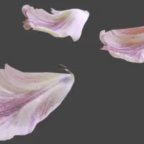 Petals - plant - Free Download PNG