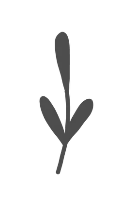 Clover - growth - No Background PNG