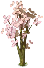 Cherry Blossom Tree - nature - High Quality PNG