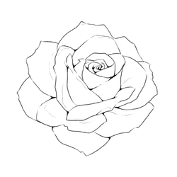 Rose - black and white - line art - Free Download PNG