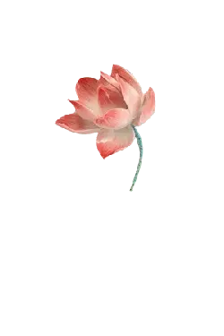 Pink Lotus Flower - pink - nature - Free PNG