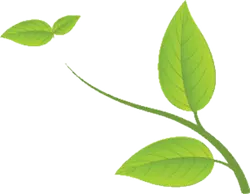 Green Leaves - High Download Count PNG - growth
