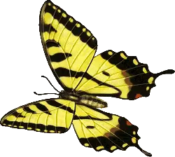 Swallowtail Butterfly - yellow - Free PNG