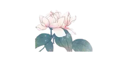 Lotus Flower - flower - green leaves - Free PNG