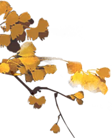 Ginkgo Tree - nature - branches - Lossless PNG