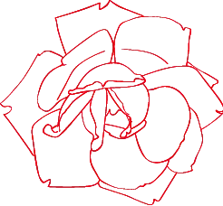 Rose - abstract - plant - No Background PNG