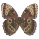 Bates' Bluewing - nature - Lossless PNG