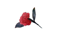 Camellia - red - High Download Count PNG