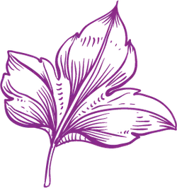 Purple Leaf - PNG Images