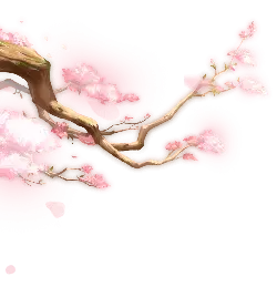 Cherry Blossom Branch - Popular Download PNG