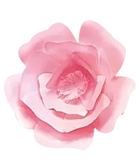 Pink Rose - Recommended PNG - No Watermark PNG