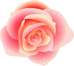 Pink Rose - love - pink - High Resolution PNG