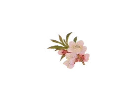 Peach Blossom - High Quality PNG - No Watermark PNG