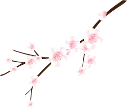 Cherry Blossom Branch - flower - No Watermark PNG
