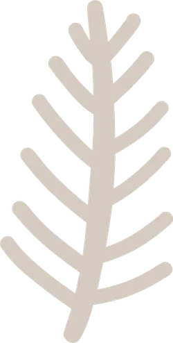 Pine Tree - plant - life - PNG