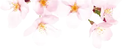 Cherry Blossom - flower - Curated PNG - Pic 2