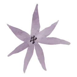 Star Flower - purple - Lossless PNG