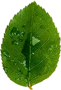 Green Leaf - water drops - Highly Rated PNG