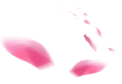 Pink Petals - flower - High Resolution PNG