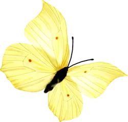 Yellow Butterfly - nature - Free Download PNG