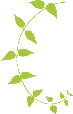 Vine Plant - PNG Images