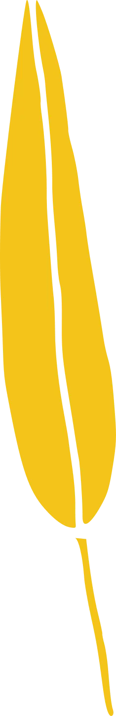 Leaf - Trending PNG - High Download Count PNG