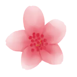 nature - Cherry Blossom - Curated PNG