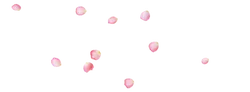 Petals - pink - No Watermark PNG
