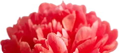 Peony - beautiful - Transparent Layer PNG