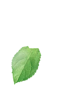 Leaf - plant - leaf - PNG