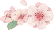 Cherry Blossom - Free for Commercial Use PNG - nature - Pic 1