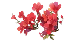Red Flowers - nature - Trending PNG