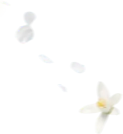 Petals falling flower - petal - High Resolution PNG