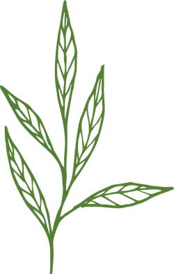 Willow Leaf - nature - No Background PNG