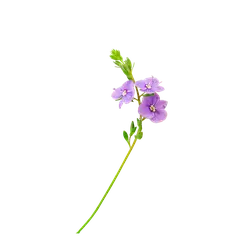 Alfalfa - purple - plant - PNG
