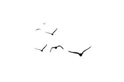 Black Smoke - No Background PNG