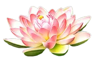 Lotus Flower - pink plant - Transparent Layer PNG