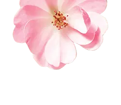 Pink Flower - Transparent Layer PNG - plant