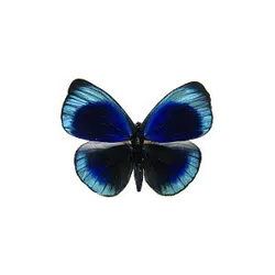 Chilades lajus - nature - High Resolution PNG
