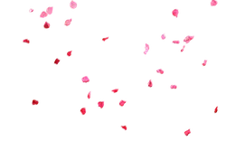 Rose Petals - pink - PNG
