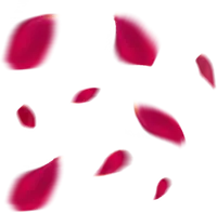 Pink Petals - Transparent Background PNG - falling