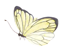 Yellow Butterfly - insect - yellow - High Resolution PNG
