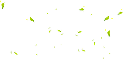 Falling Leaves - green - Popular Download PNG