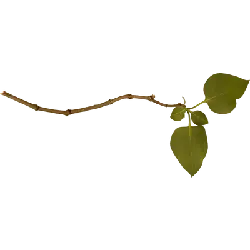 Wisteria sinensis (Sims) Sweet - green - High Resolution PNG