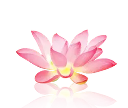 Pink Lotus Flower - nature - beautiful - No Watermark PNG