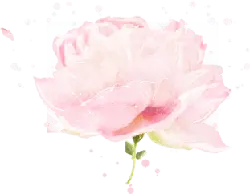 Pink Rose - Designer Recommended PNG - Free Download PNG